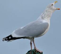 Goéland argenté