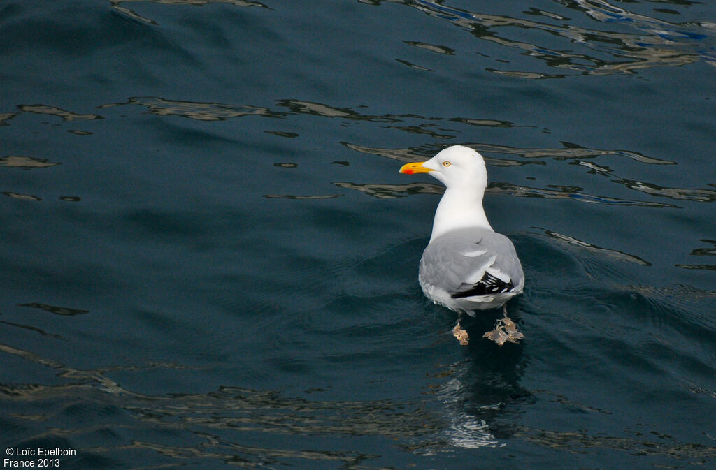 European Herring Gull