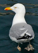 European Herring Gull