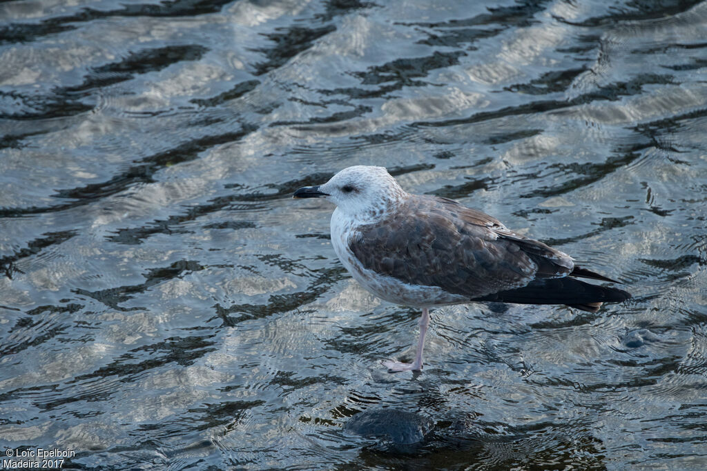 Lesser Black-backed Gull