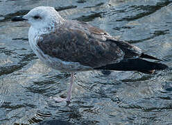 Lesser Black-backed Gull