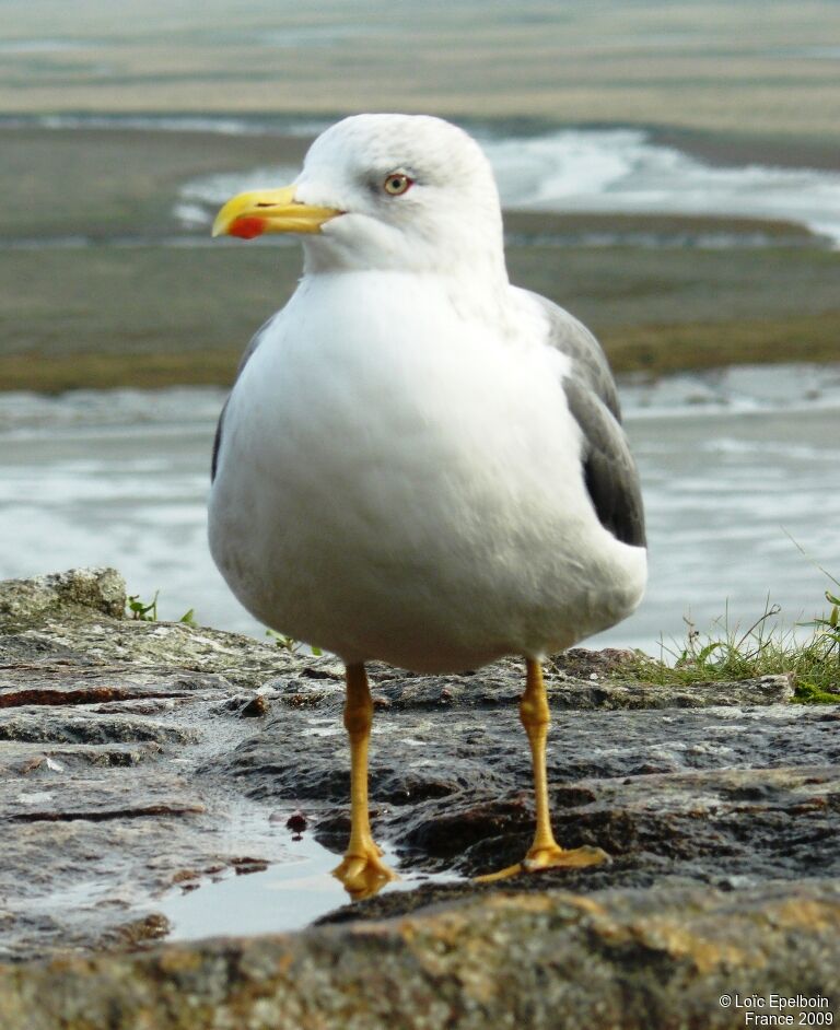 Lesser Black-backed Gull