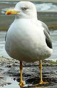 Lesser Black-backed Gull