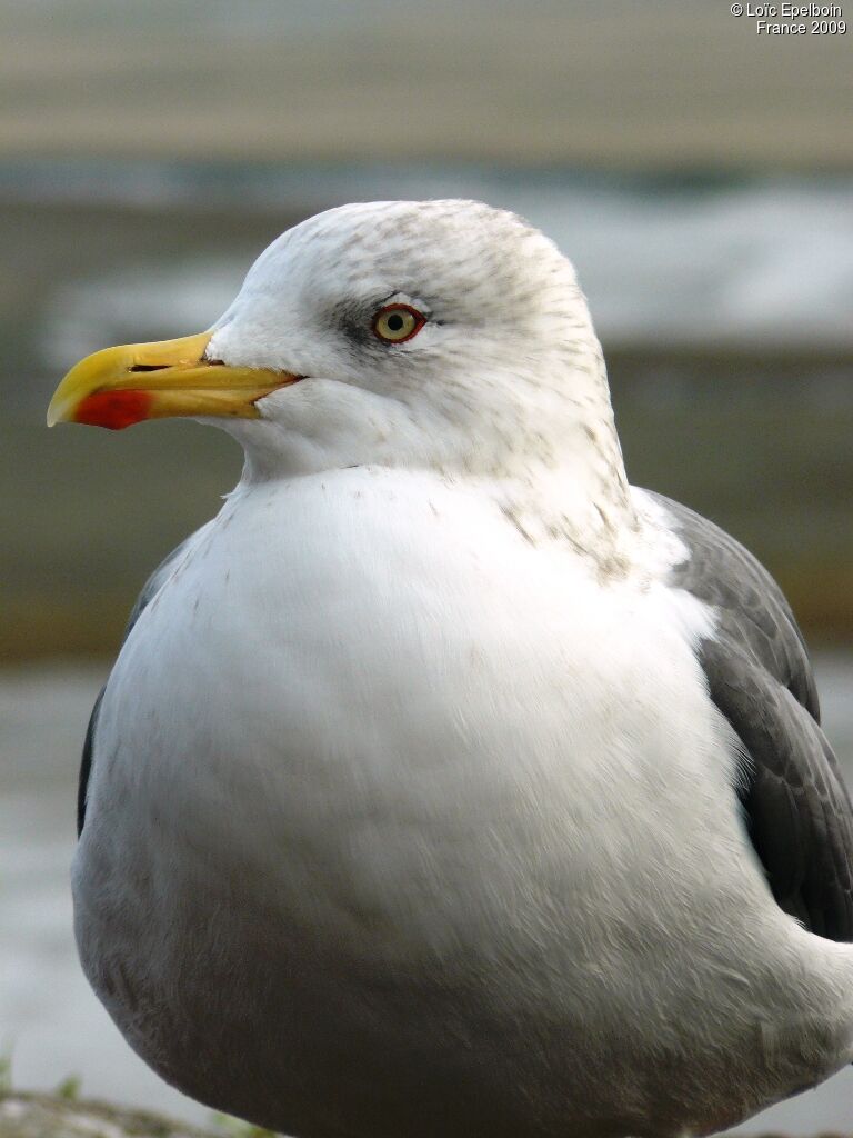 Lesser Black-backed Gull