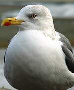 Lesser Black-backed Gull