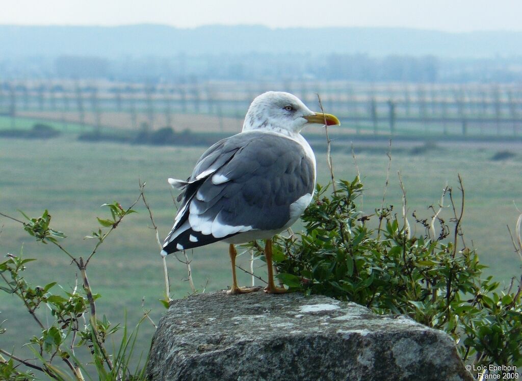 Lesser Black-backed Gull