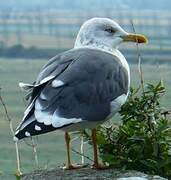 Lesser Black-backed Gull