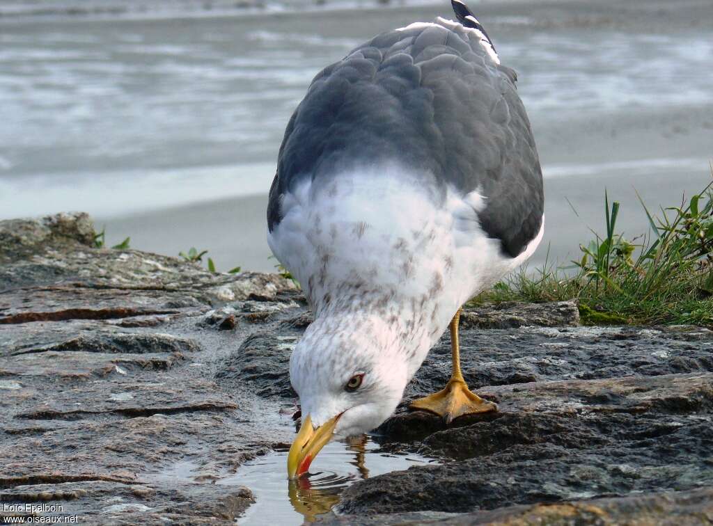 Lesser Black-backed Gulladult post breeding, drinks