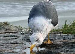 Lesser Black-backed Gull