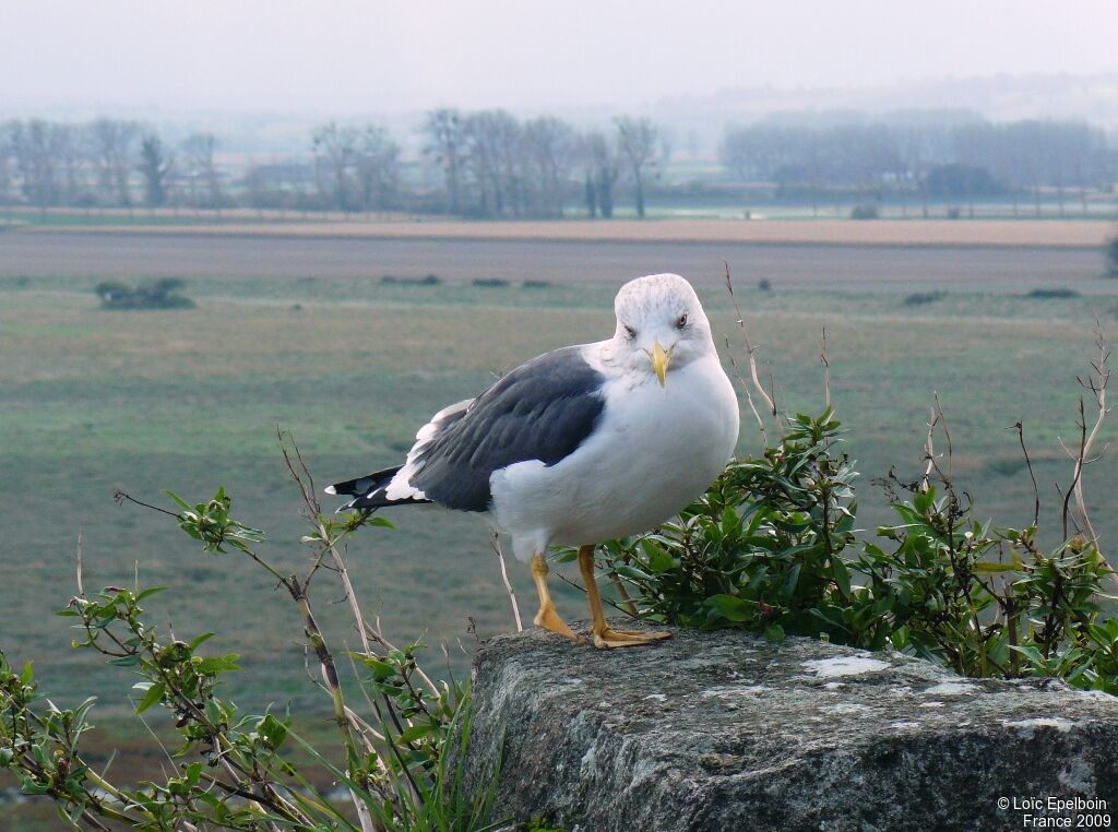 Lesser Black-backed Gull