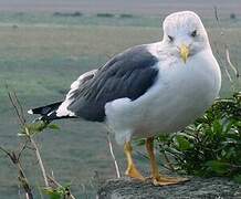 Lesser Black-backed Gull