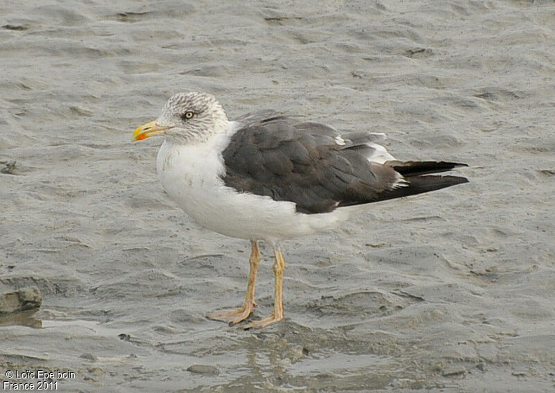 Lesser Black-backed Gull