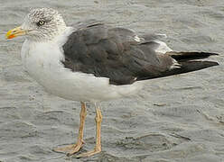 Lesser Black-backed Gull