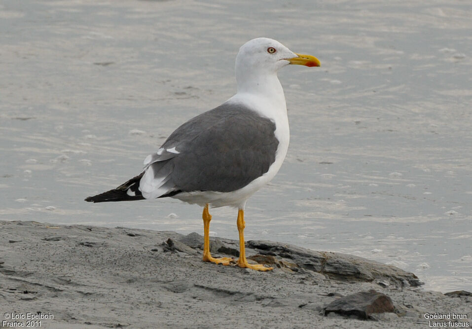 Lesser Black-backed Gull