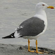 Lesser Black-backed Gull