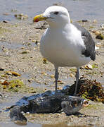 Lesser Black-backed Gull