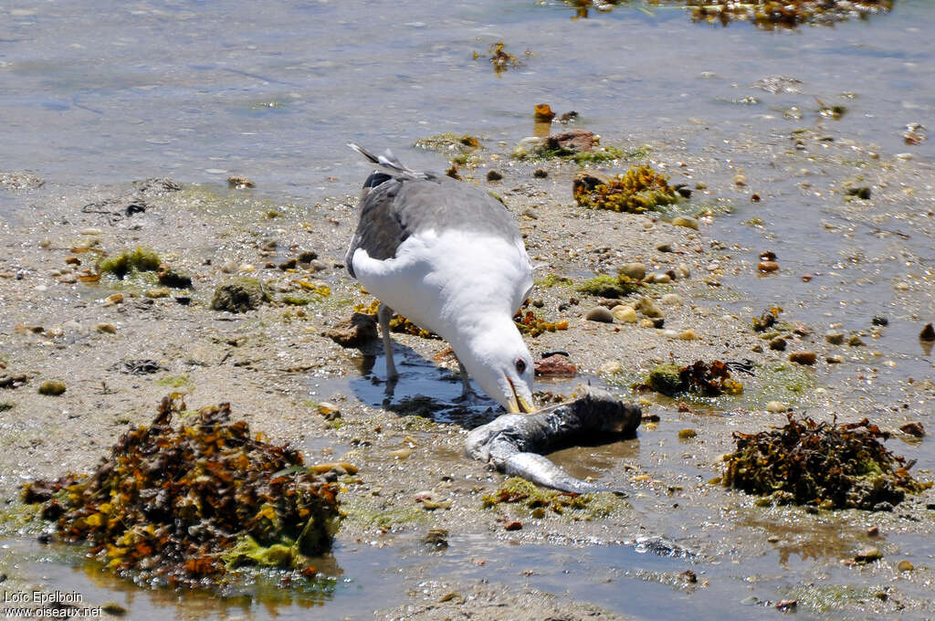 Lesser Black-backed Gulladult, feeding habits