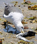 Lesser Black-backed Gull