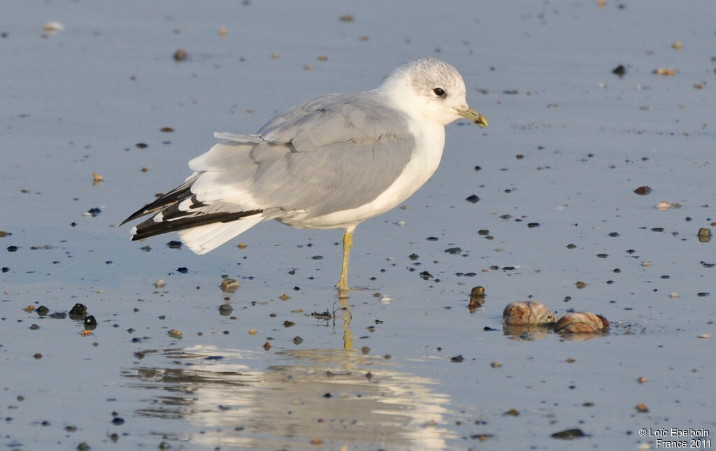 Mew Gull