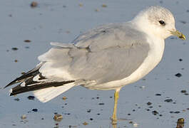 Common Gull