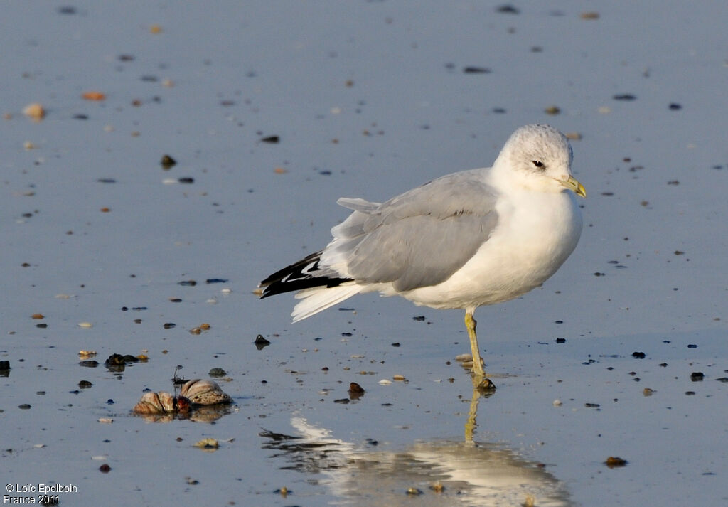 Mew Gull