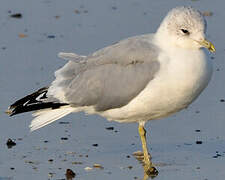 Common Gull