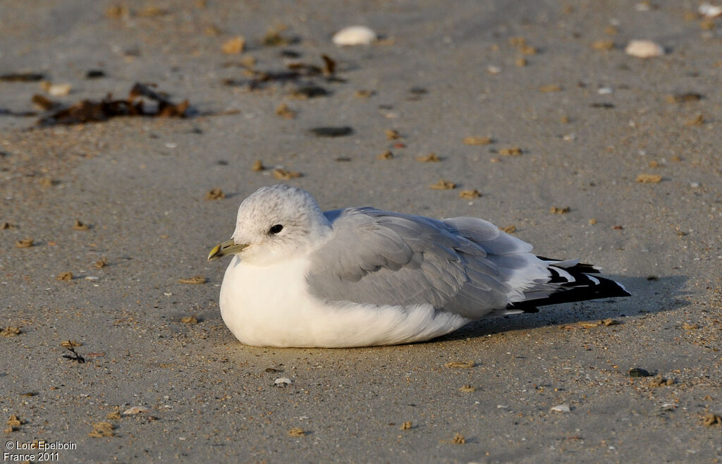 Mew Gull