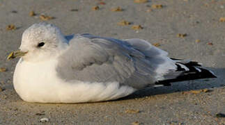 Common Gull