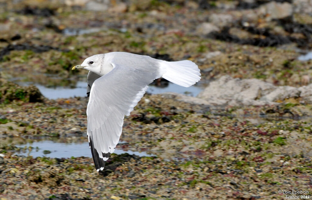 Mew Gull