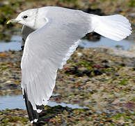 Common Gull