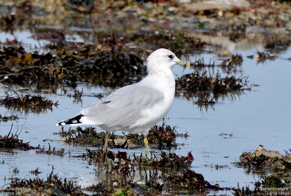 Mew Gull