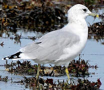 Common Gull