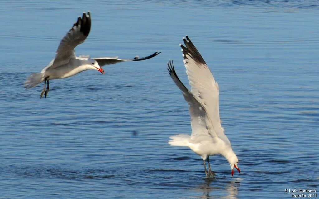 Audouin's Gull