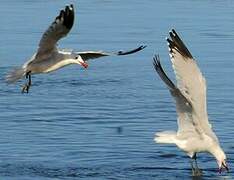 Audouin's Gull