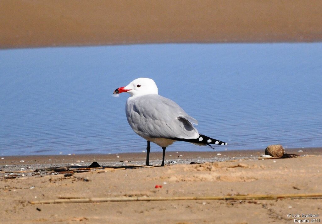 Audouin's Gull