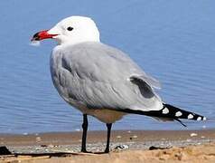 Audouin's Gull