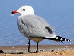 Audouin's Gull