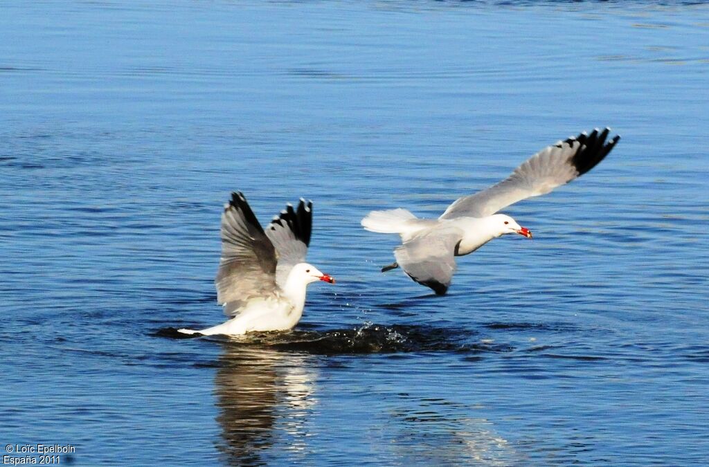 Audouin's Gull