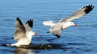 Audouin's Gull