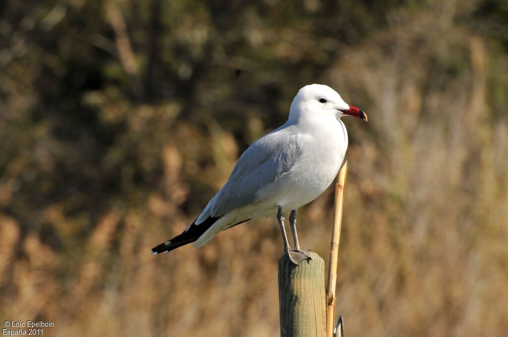 Audouin's Gull