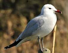 Audouin's Gull