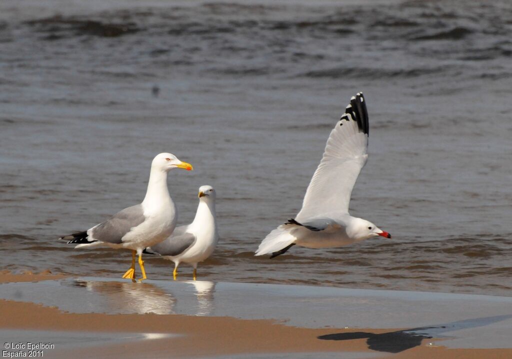 Audouin's Gull