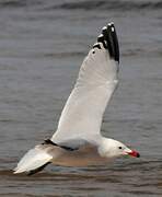 Audouin's Gull