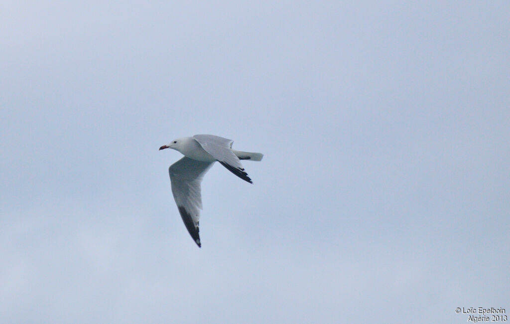 Audouin's Gull