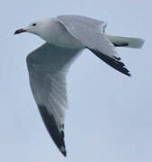 Audouin's Gull