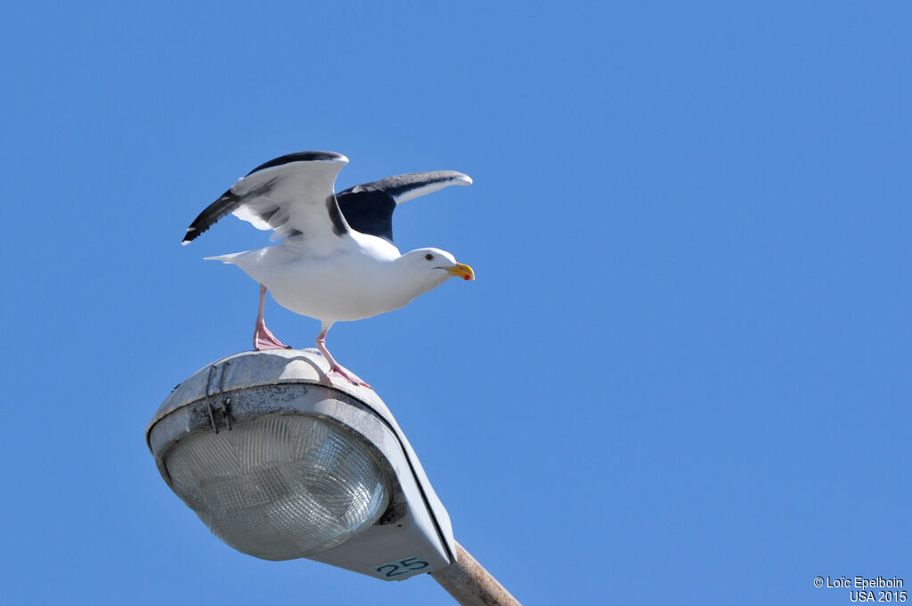 Western Gull