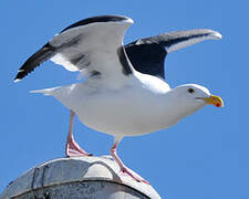 Goéland d'Audubon