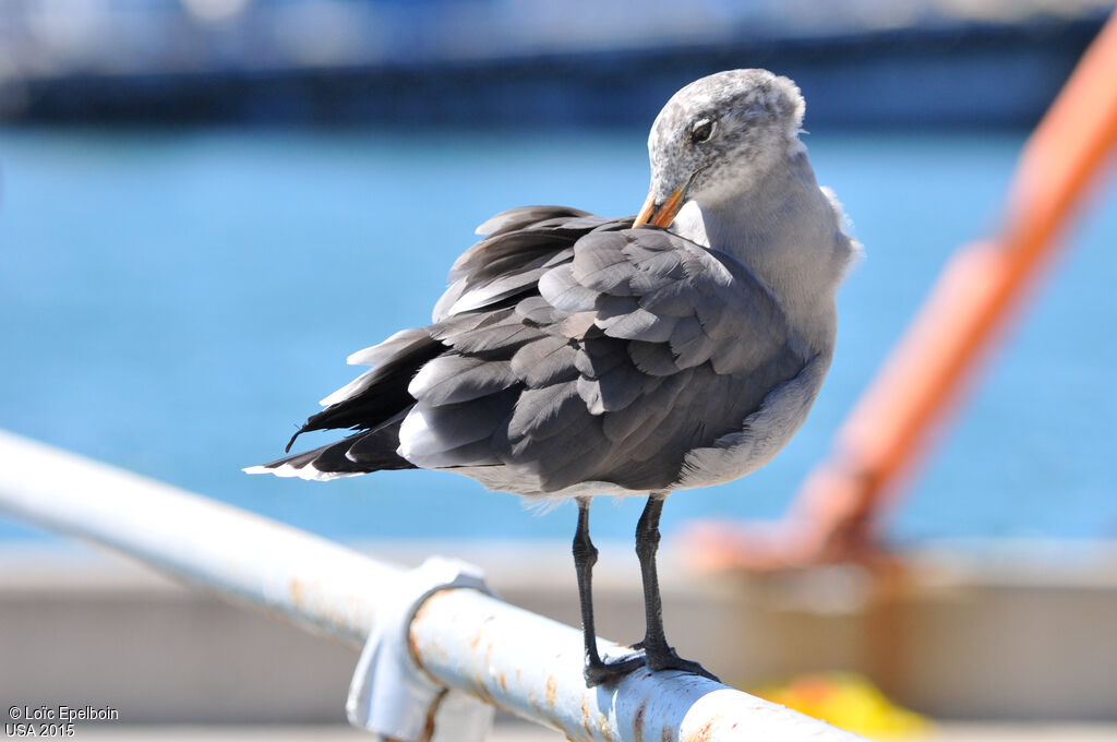 Heermann's Gull