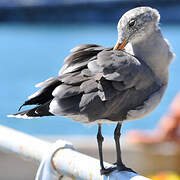 Heermann's Gull