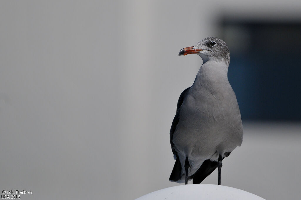 Heermann's Gull